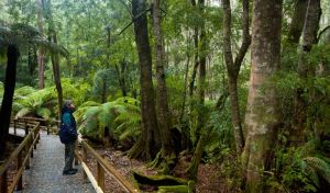 Monga National Park - Accommodation Port Macquarie