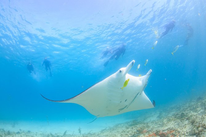 Marine Eco Safari - Swim with Manta Rays - Accommodation Port Macquarie
