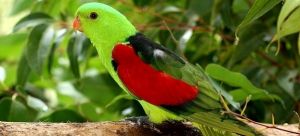 Birdworld Kuranda - Accommodation Port Macquarie